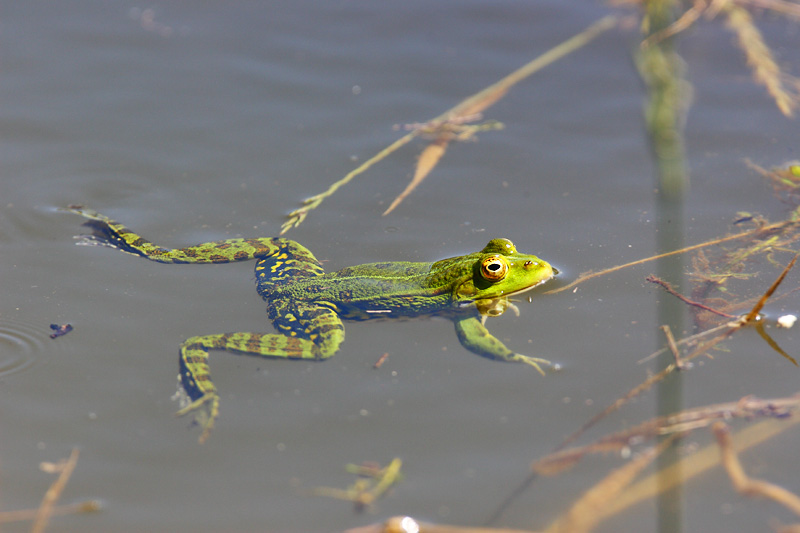Rana Comune? Pelophylax sp.